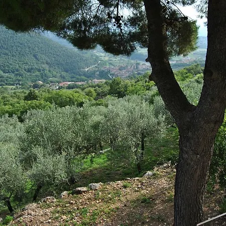 L'oliveto