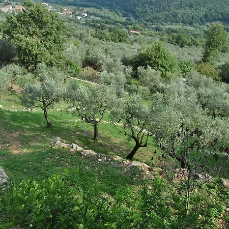 L'oliveto * Faicchio