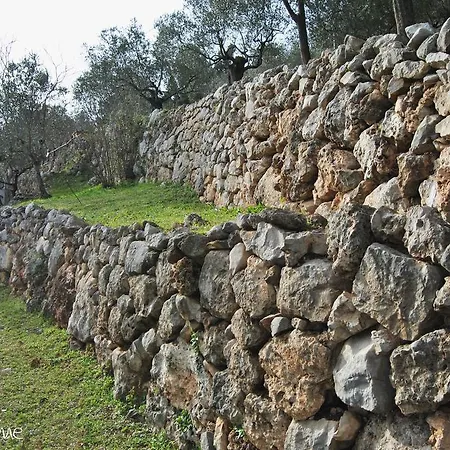 L'oliveto *